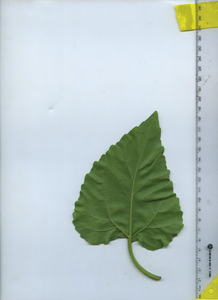 leafbottom