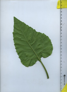 leafbottom