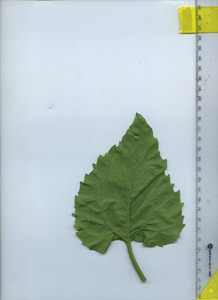 leafbottom