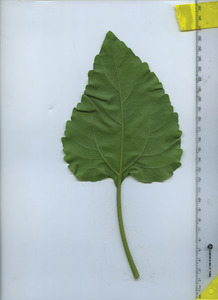 leafbottom