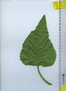 leafbottom
