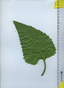 leafbottom