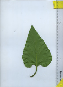 leafbottom