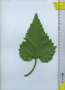 leafbottom