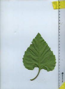 leafbottom