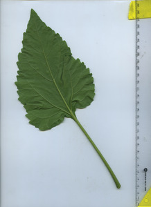 leafbottom