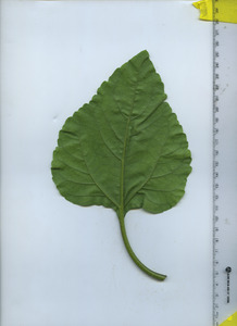 leafbottom