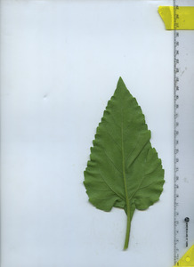 leafbottom