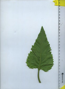leafbottom