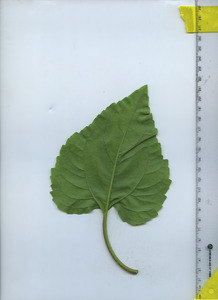 leafbottom