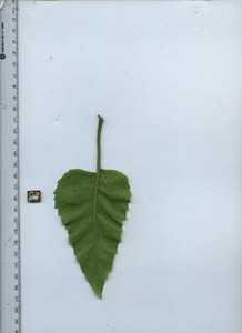 leafbottom