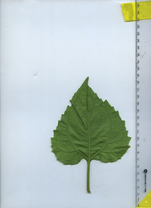 leafbottom