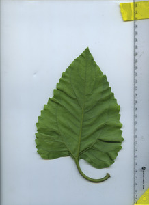 leafbottom