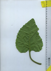leafbottom