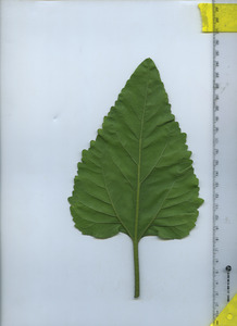 leafbottom