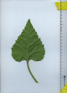 leafbottom