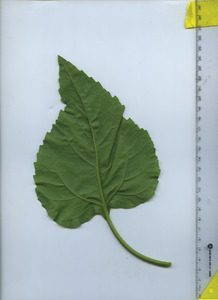 leafbottom