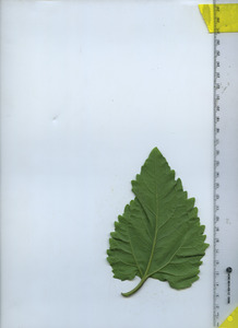 leafbottom