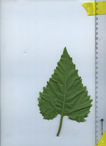 leafbottom