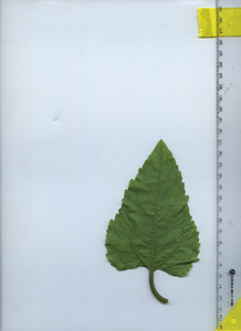 leafbottom
