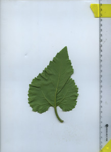 leafbottom
