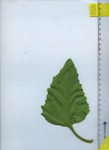 leafbottom