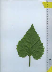 leafbottom