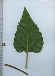 leafbottom
