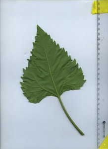 leafbottom
