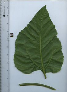 leafbottom