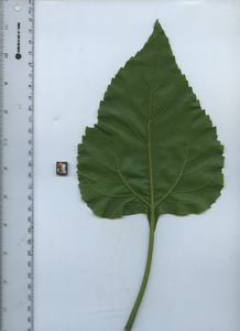 leafbottom