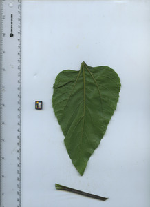 leafbottom