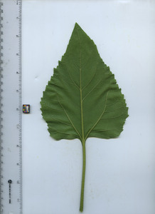 leafbottom