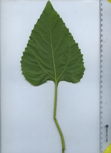leafbottom