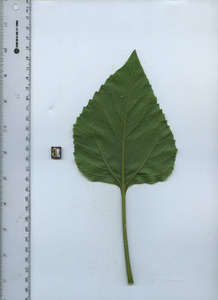 leafbottom