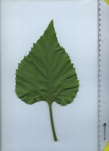 leafbottom