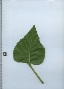 leafbottom