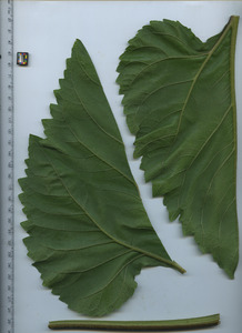 leafbottom