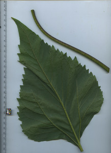 leafbottom