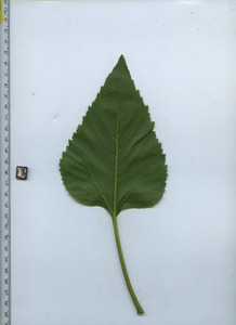 leafbottom
