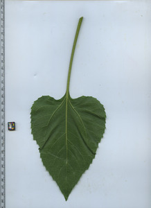 leafbottom