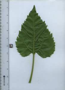 leafbottom