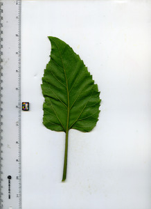 leafbottom