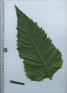 leafbottom