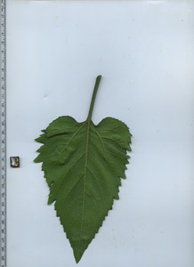 leafbottom