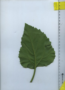 leafbottom