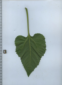 leafbottom