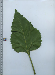leafbottom