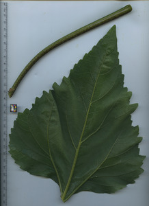 leafbottom