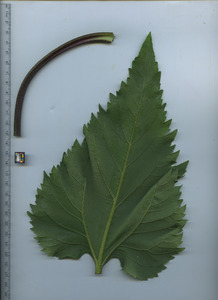 leafbottom